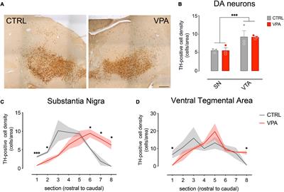 Embryonic Valproate Exposure Alters Mesencephalic Dopaminergic Neurons Distribution and Septal Dopaminergic Gene Expression in Domestic Chicks